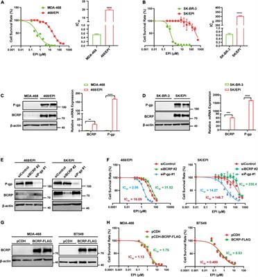 Mitochondrial Breast Cancer Resistant Protein Sustains the Proliferation and Survival of Drug-Resistant Breast Cancer Cells by Regulating Intracellular Reactive Oxygen Species